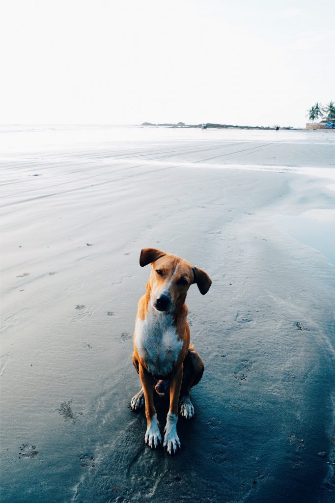 Doggo near to the ocean