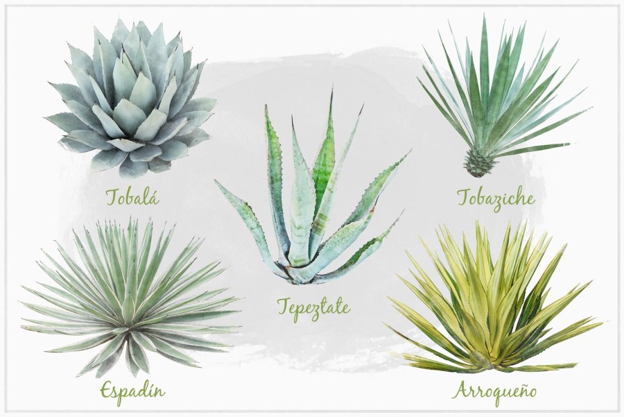 Mezcal varietys of agave plant